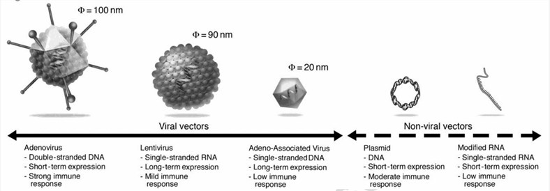 Vectors used for gene therapy of cardiac disease