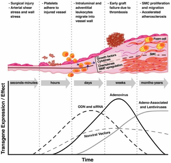 Schematic Representation of the Phases of Vein graft Injury and Timeline