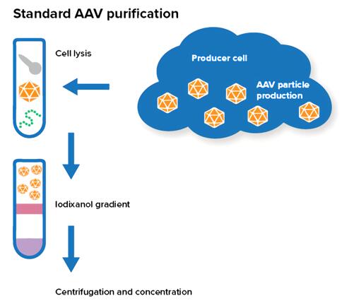 The schema of AAV particles derived from a producer cell.