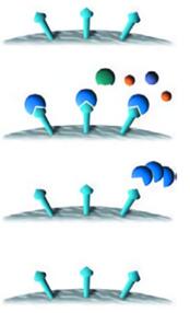 Heparin Affinity Chromatography - Creative Biolabs