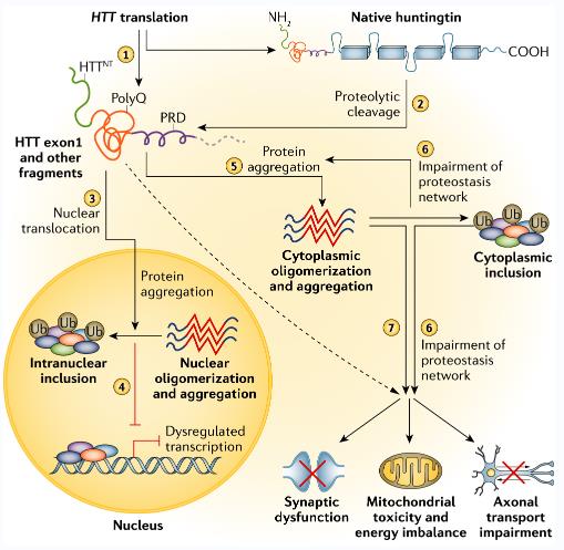 Pathogenetic cellular mechanisms in Huntington’s disease.