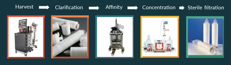 A paradigm shift in viral vector purification to increase yields and decrease process development timelines. 