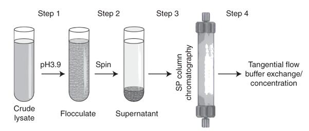 An example of the purification protocol for AAV. 