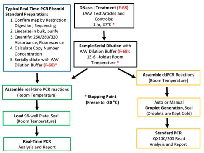 Protocol of Real-Time qPCR for rAAV Titration.