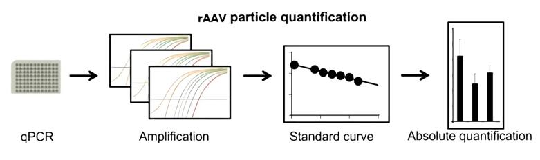 rAAV quantification by qPCR.