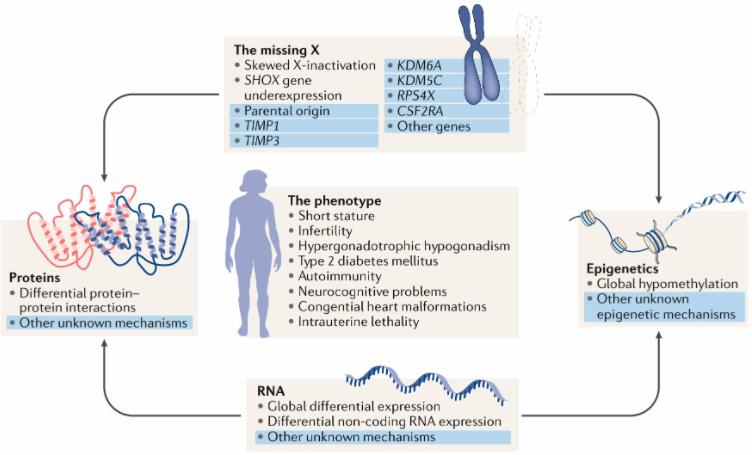 The phenotype and current genomic understanding of Turner syndrome.