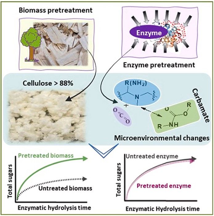 Fig.1 Effects of different pretreatment methods on enzyme digestibility in spruce wood. (Kumar, et al., 2023)