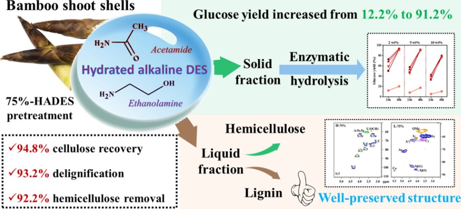 Fig.2 Analysis of enzymatic saccharification efficiency of bamboo shoot shells. (Hu, et al., 2024)