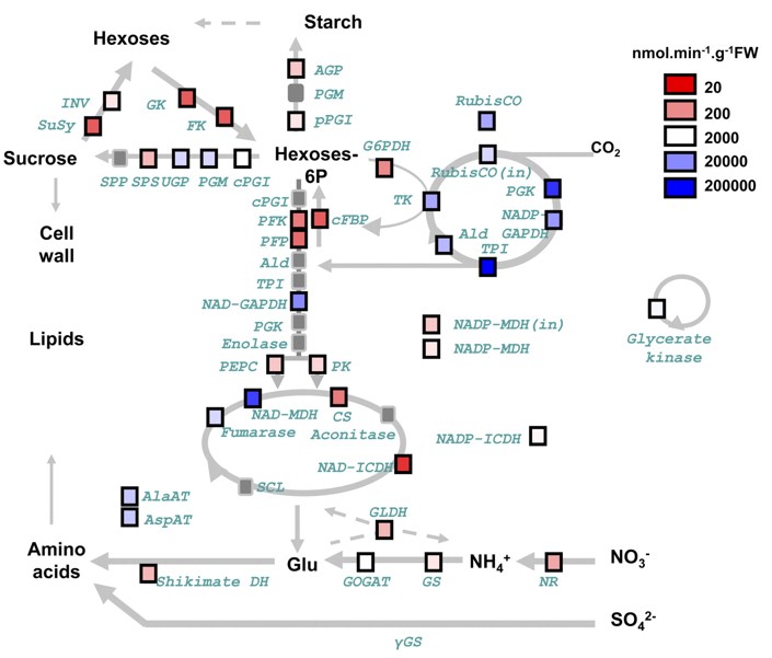 Fig.2 Schematic diagram of enzyme activity and pathways involved. (Sulpice, et al., 2010)