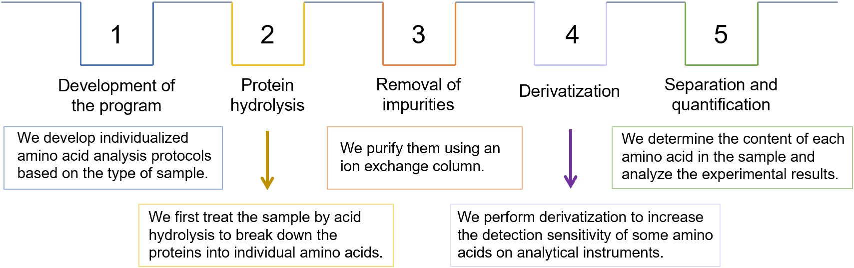 Fig.1 Our efficient amino acid analysis process. (Creative Biolabs Original)