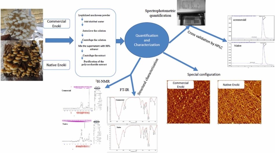 Fig.2 Comprehensive analysis of β-glucan in wild-type and commercial Enoki mushrooms. (Rezaeian, Pourianfar & Dowom, 2023)