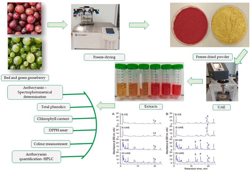 The workflow for pigment analysis in plant gooseberries. (Ul'yanovskii, Falev & Kosyakov, 2022)