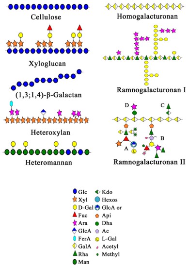 Polysaccharide structure in plant cell walls. (Costa & Plazanet, 2016)