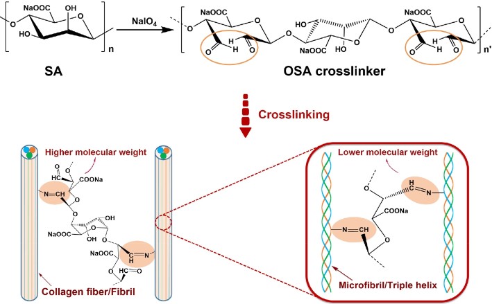 Cross-linking and assessment of oxidized sodium alginate. (Ding, et al., 2017)