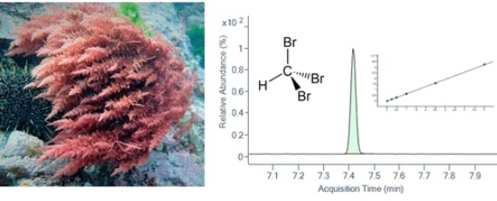 GC-MS analysis of bromoform in the red seaweed Asparagopsis. (Romanazzi, et al., 2021)