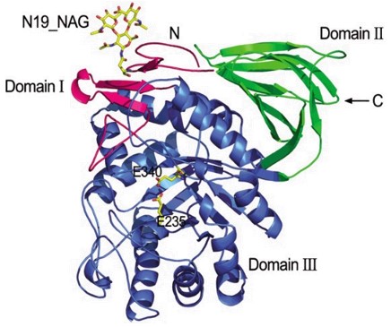 Fig.1 The crystal structure of glucocerebrosidase. (Shaaltiel, et al., 2007)