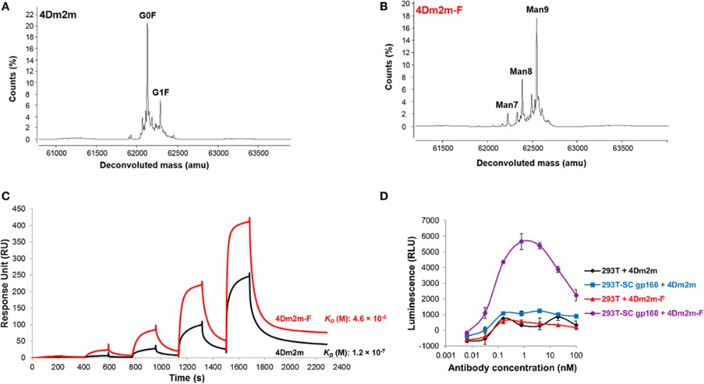 Fig.1 Characterization results of kifunensine-based cellular glycoengineering. (Li, et al., 2017)