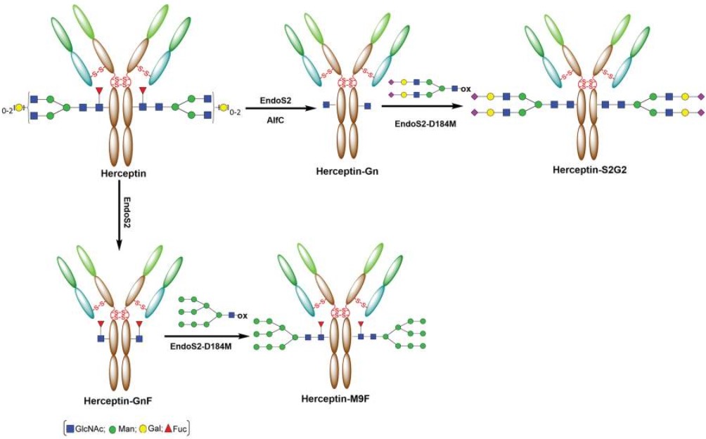 Fig.1 Herceptin-based glycan remodeling protocol. (Yang and Lai-Xi, 2017)