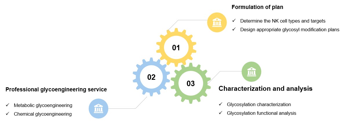 Fig.1 NK cell-based glycoengineering and analysis services. (Creative Biolabs Original)