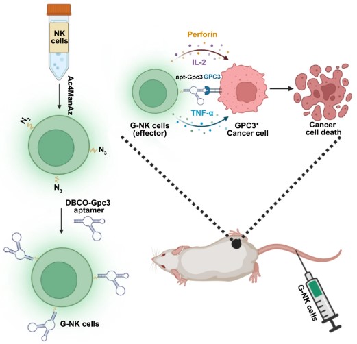 Fig.2 NK cell glycoengineering-based schematic diagram of liver cancer immunotherapy. (Zheng, et al., 2023)