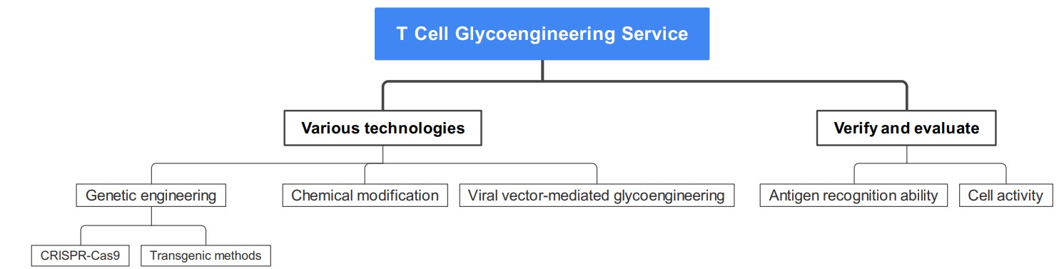 Multiple technologies-based T cell glycoengineering service. (Creative Biolabs Original)