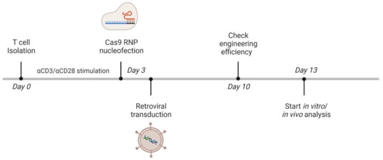 Fig.1 Experimental procedure for T cell glycoengineering. (De Bousser, et al., 2023)