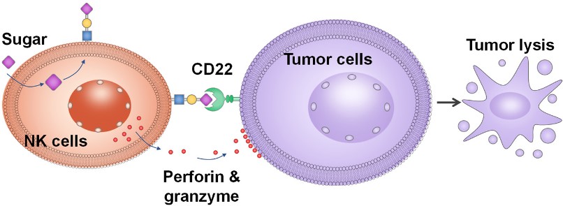 Fig.1 Glycoengineeringmodification strategy of NK cells. (Wang, et al., 2020)