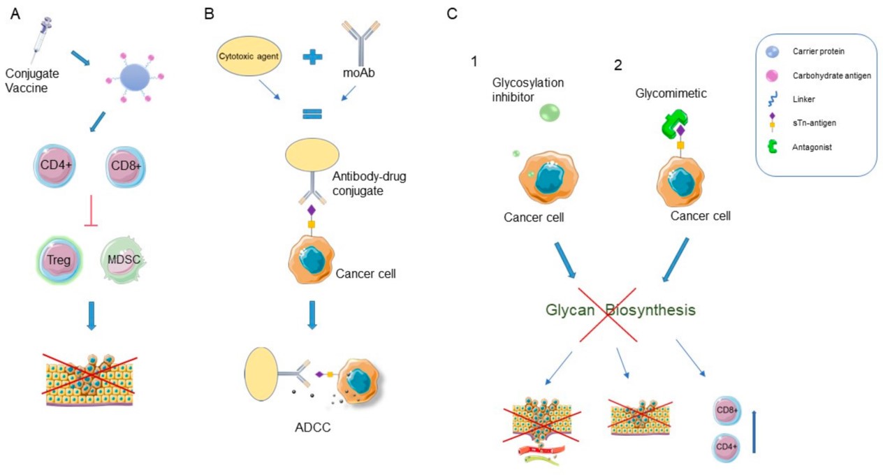 Fig.1 Glycosylation-related cancer therapies developed. (Peric, et al., 2022)