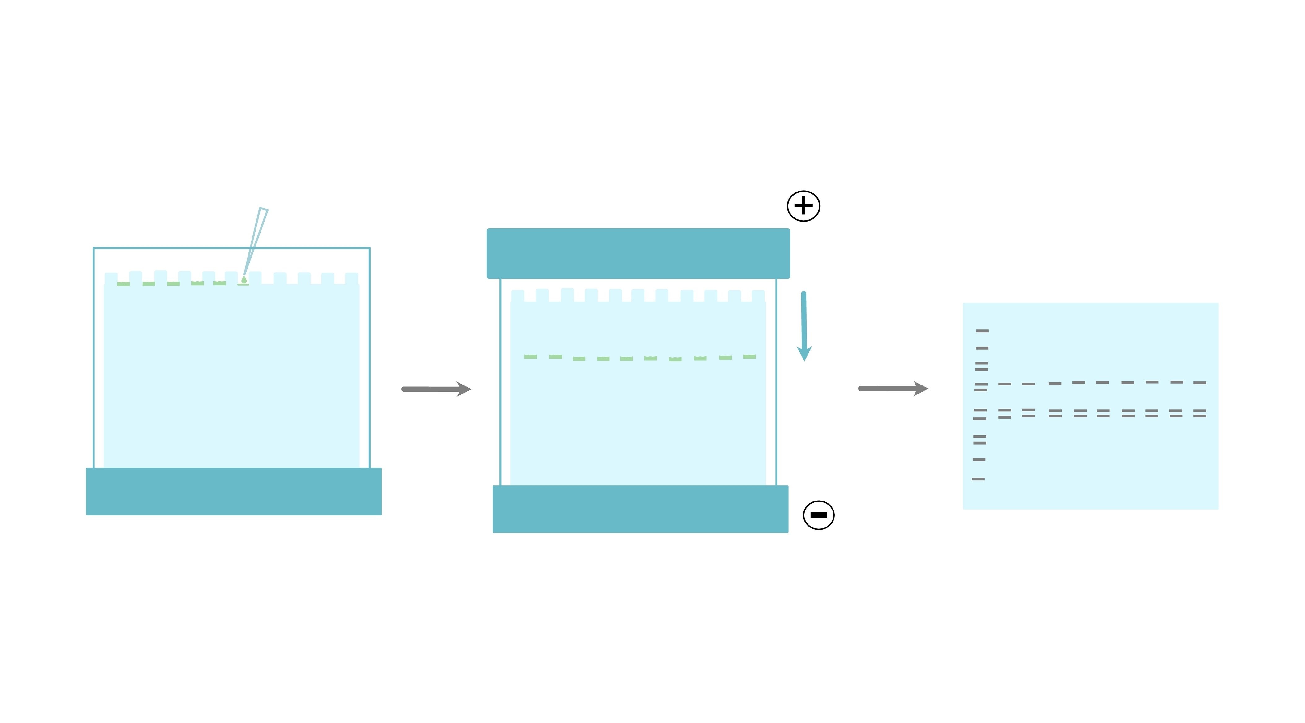 Workflow Fig.4