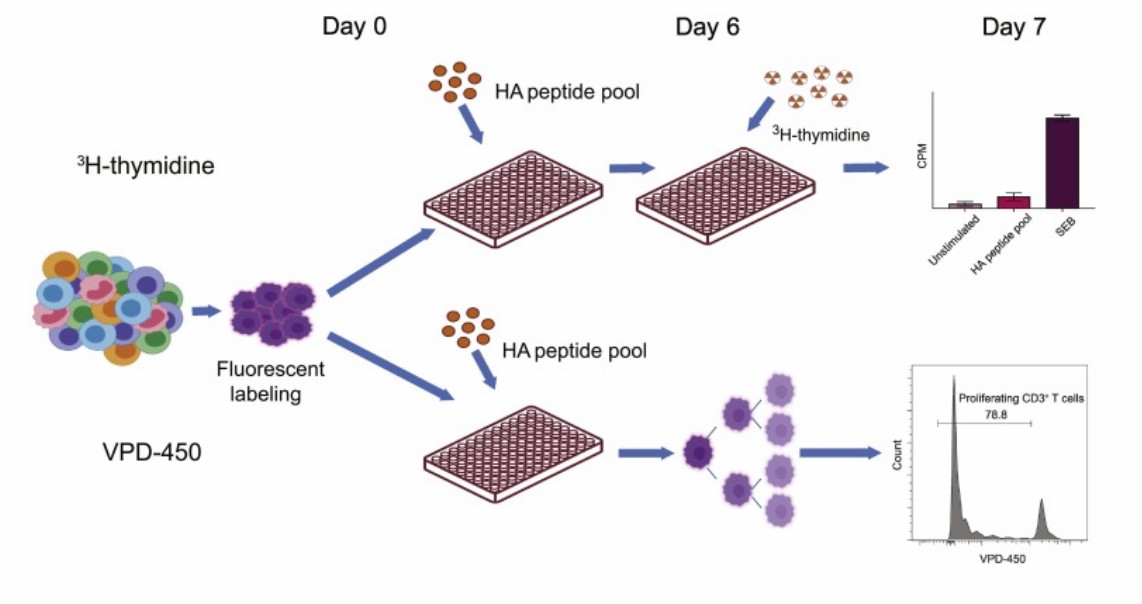 Schematic representation of 3H-thymidine assay. (Di Blasi, et al., 2020)