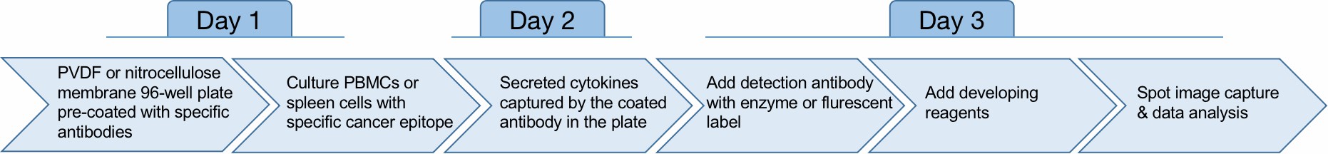 The experiment procedure of the ELISpot assay. (Creative Biolabs Original)