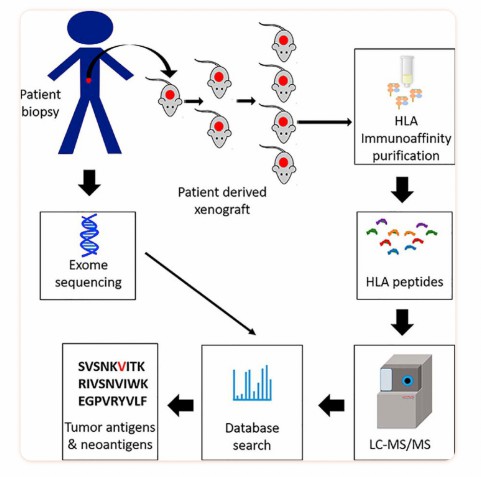 Identification of cancer antigens in vivo using the PDX mouse model. (Rijensky, et al., 2020)