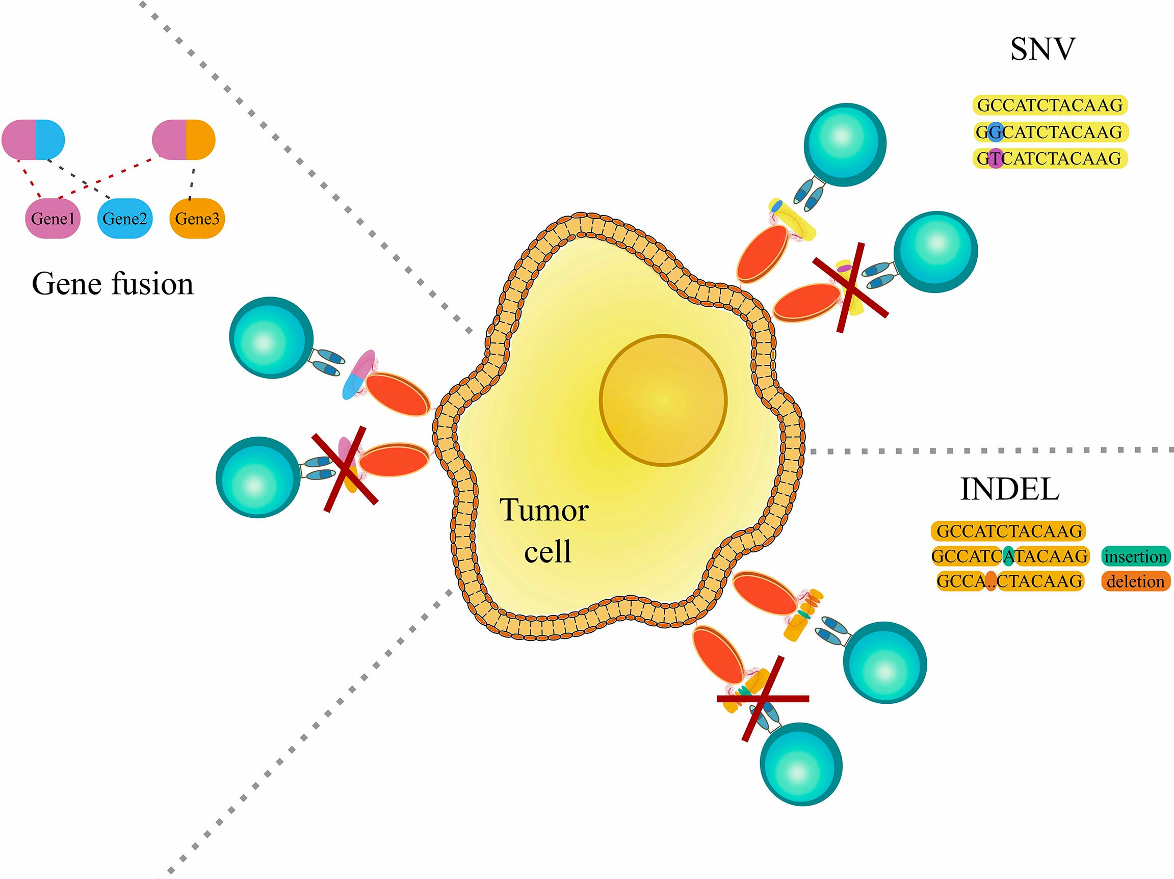 Fig.3 Genomic aberrations in tumors. (Schaap-Johansen, et al., 2021)