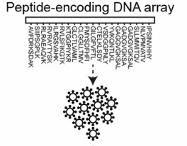 Fig.2 Peptide Library Generation. (Lee & Meyerson, 2021)