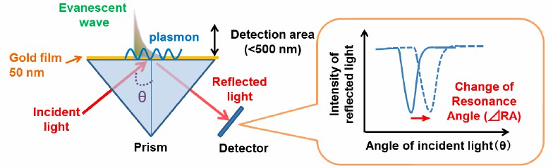 Principal of SPR-based biosensor. (Yanase, et al., 2014)