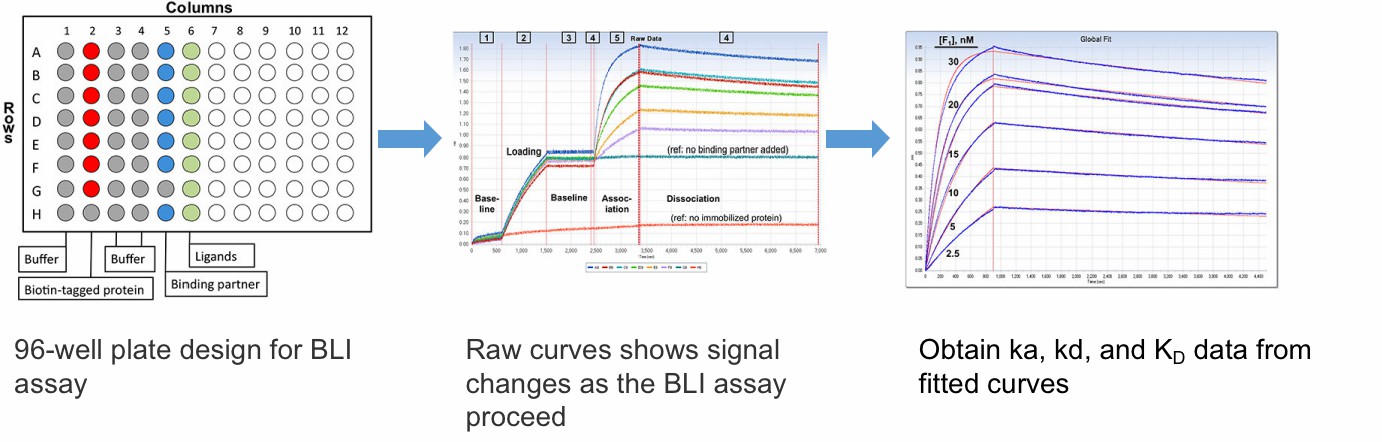 Fig.2 Representative curves and data from antigen-antibody binding and dissociation. (Shah & Duncan, 2014)