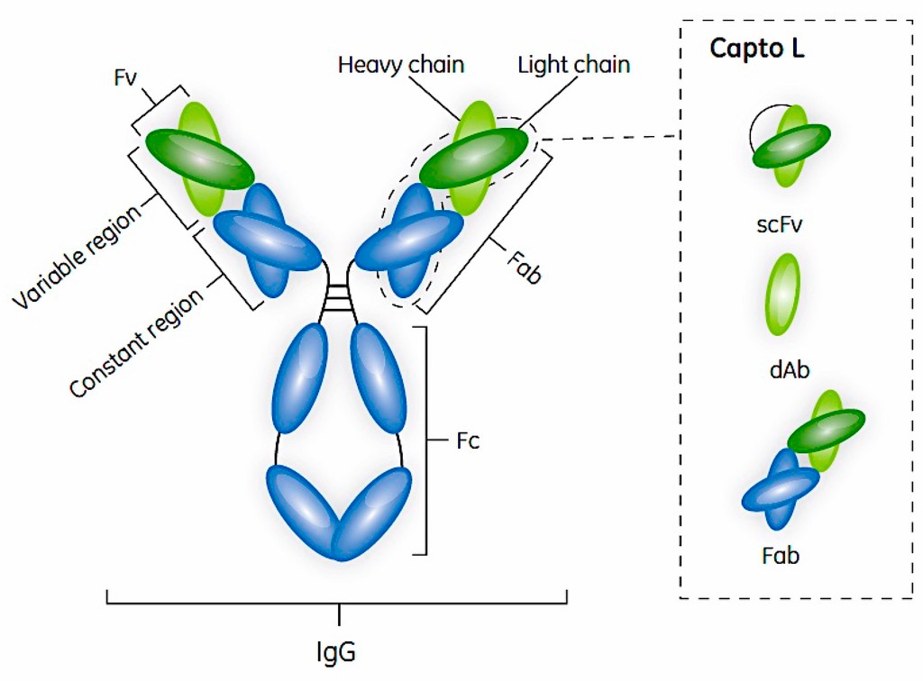 Different formats of antibodies. (Rodrigo, et al., 2015)