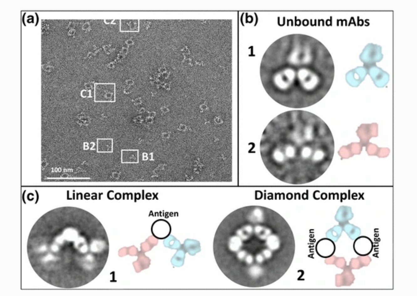 Negative staining images reflect two different antigen and antibody binding orientations. (Tong, et al., 2013)