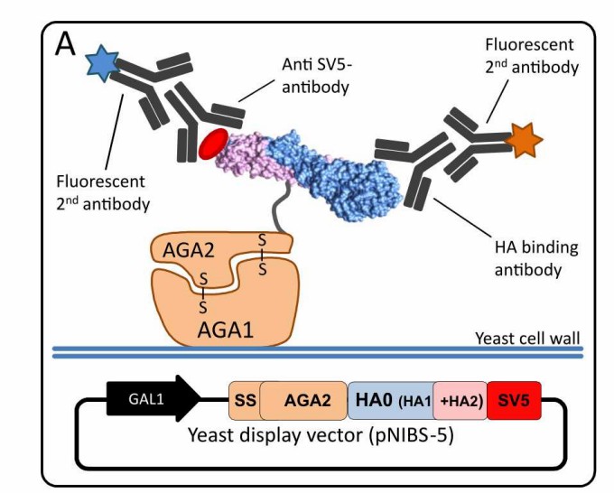 Comparison of the binding responses between site mutations in spike RBD. (Gaiotto & Hufton, 2016)