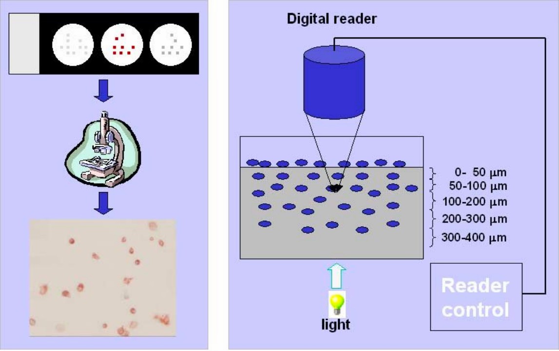 Illustration of immunocytochemistry assay. (Li, 2023)