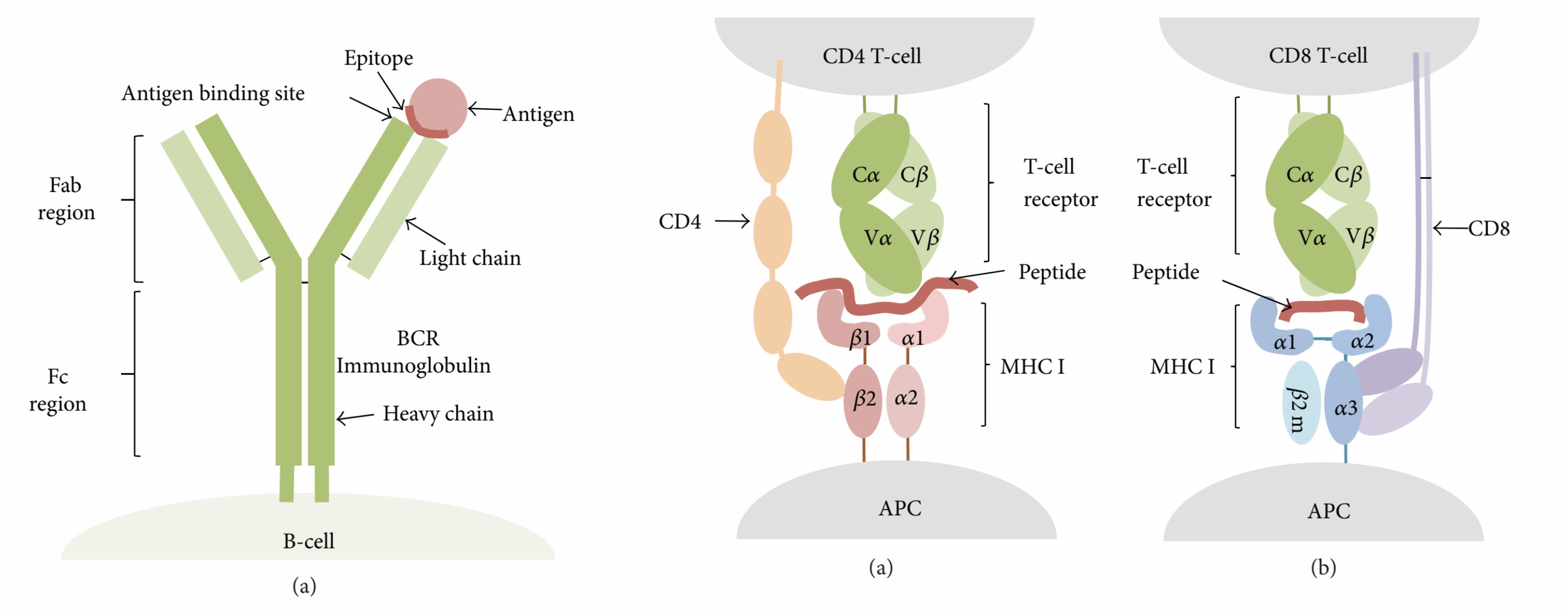 T and B cell-based epitope recognition. (Sanchez-Trincado, et al., 2017)