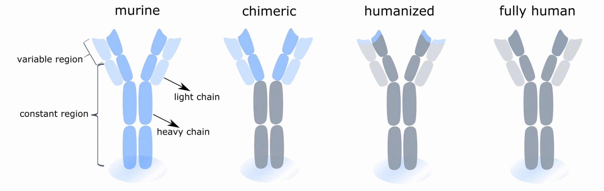 Types of antibodies for analysis. (Lindblad, 2023)