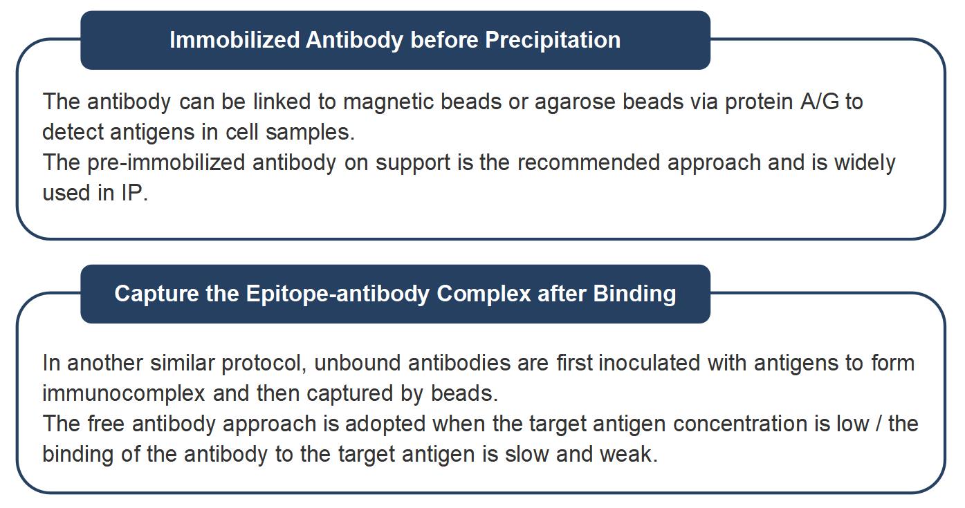 Antibody