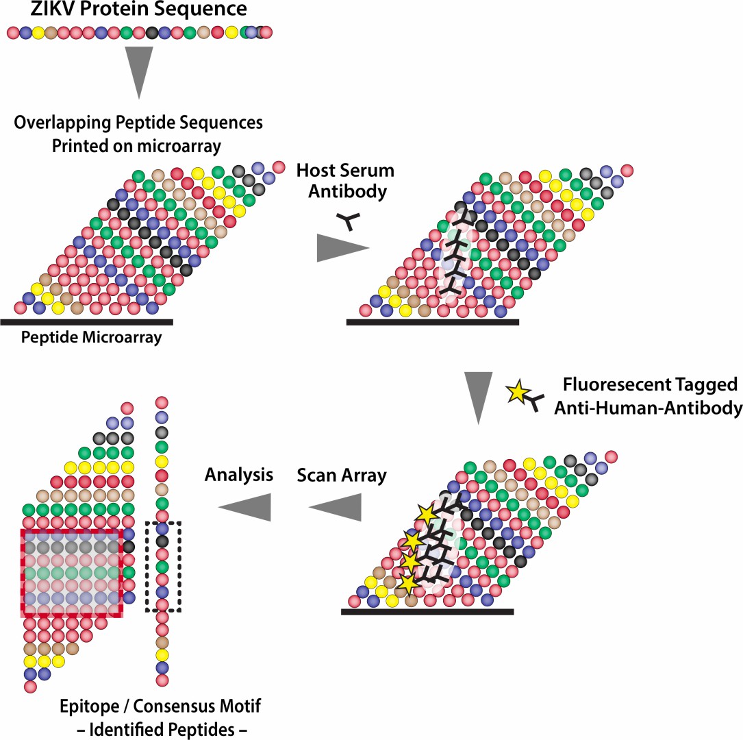 Epitope mapping using peptide microarray. (Sabalza, et al., 2017)