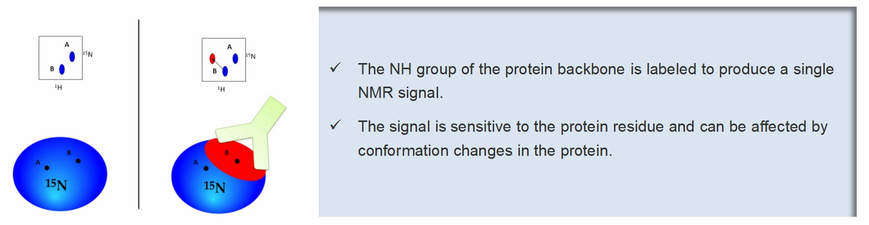 Fig.1 Schematic representation of an NMR epitope mapping experiment. (Bardelli, et al., 2015)