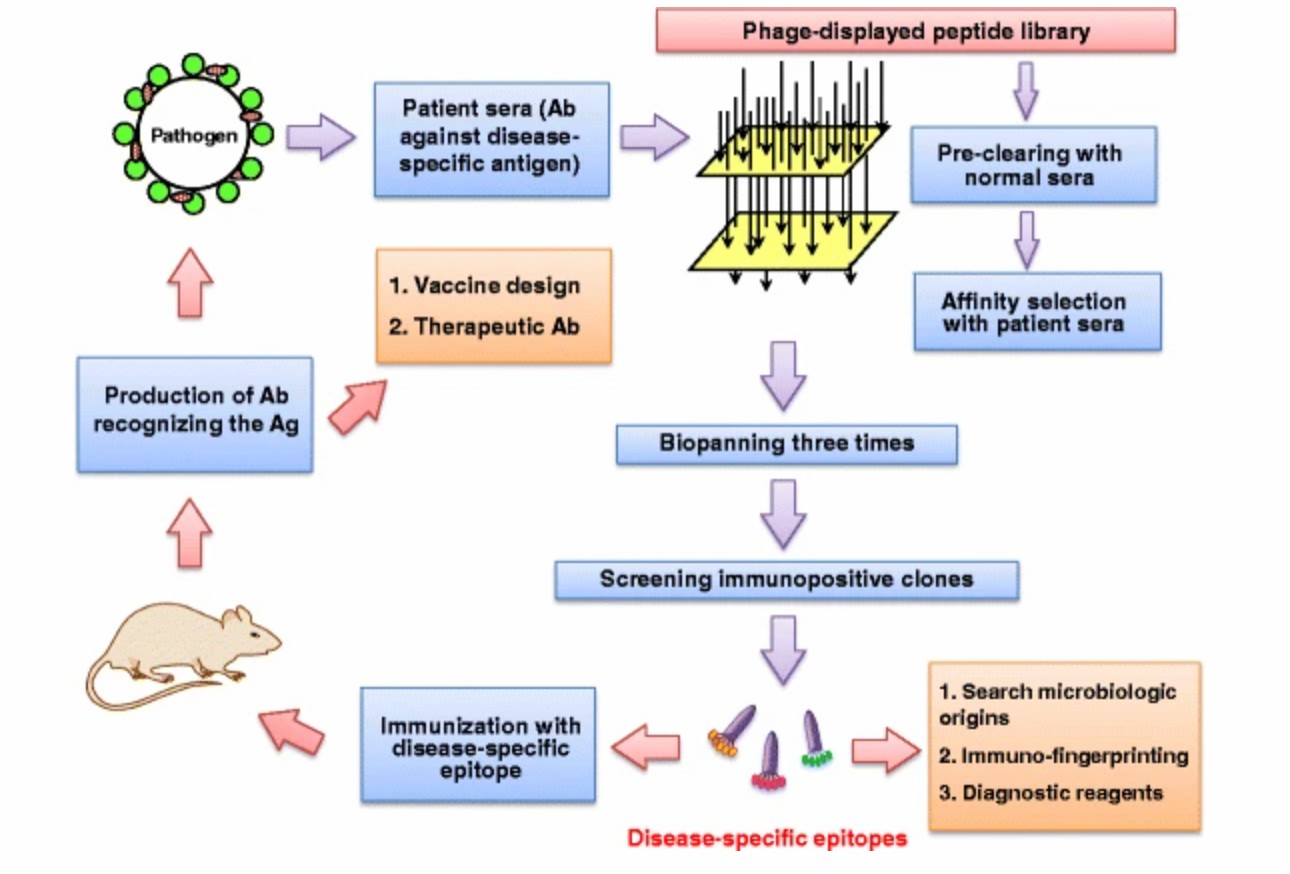 Using phage-displayed peptide libraries and biopanning selection to identify the antigen-specific epitope. (Wu, et al., 2016)