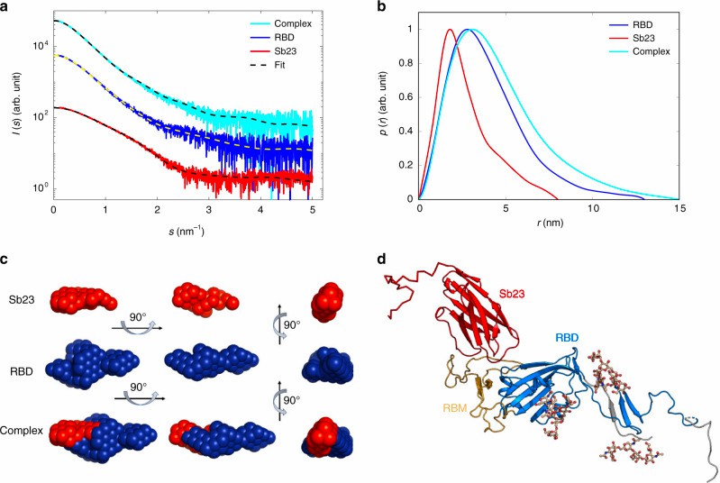 Applying SAXS to characterize the interaction between antibody-Sb23 and spike RBD. (Custódio, et al., 2020)