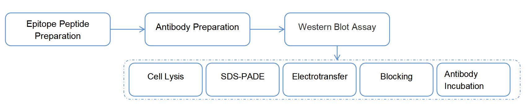 Western Blot Service at Creative Biolabs