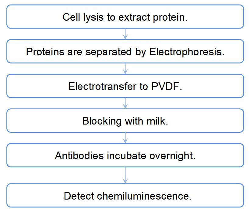 Western Blot Analysis