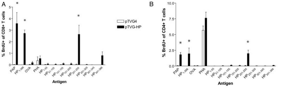 Using BrdU to measure the immune response of rats to PAP-derived peptides. (Johnson, et al., 2012)